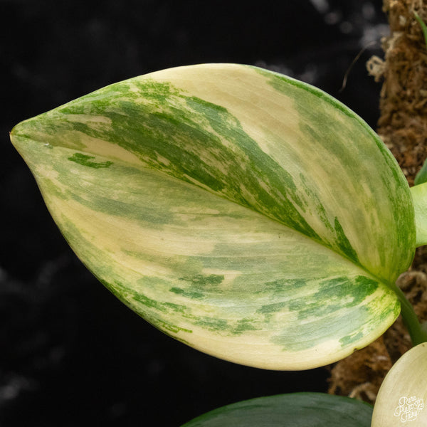 Scindapsus rubicon variegated *Grower's choice*