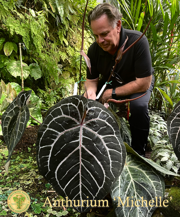 Anthurium 'Michelle' by DocBlock ®  *Growers choice*