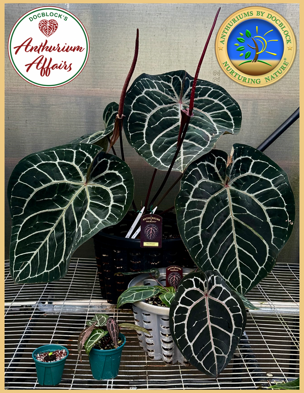 Anthurium 'Michelle' by DocBlock ®  *Growers choice*
