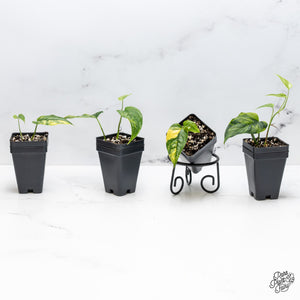 Monstera Siltepecana Aurea Variegated *Grower's Choice*