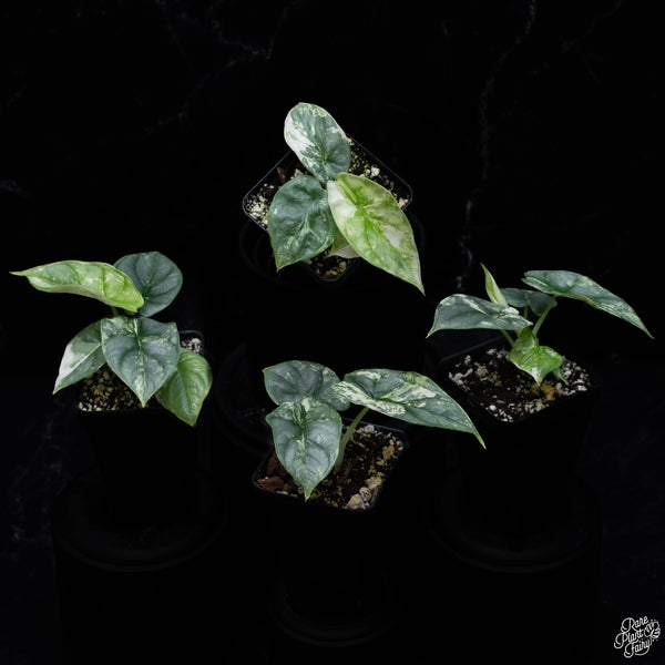 Alocasia 'Silver Dragon' albo variegated *Grower's Choice*