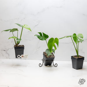 Monstera Deliciosa 'Compacta' with Kunzo Tags *Grower's Choice*