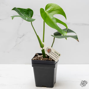 Monstera Deliciosa 'Compacta' with Kunzo Tags *Grower's Choice*