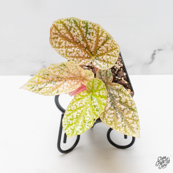 Begonia 'Snow Capped' variegated *Grower's choice*