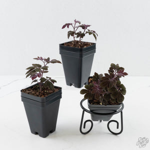 Solanum Uleanum