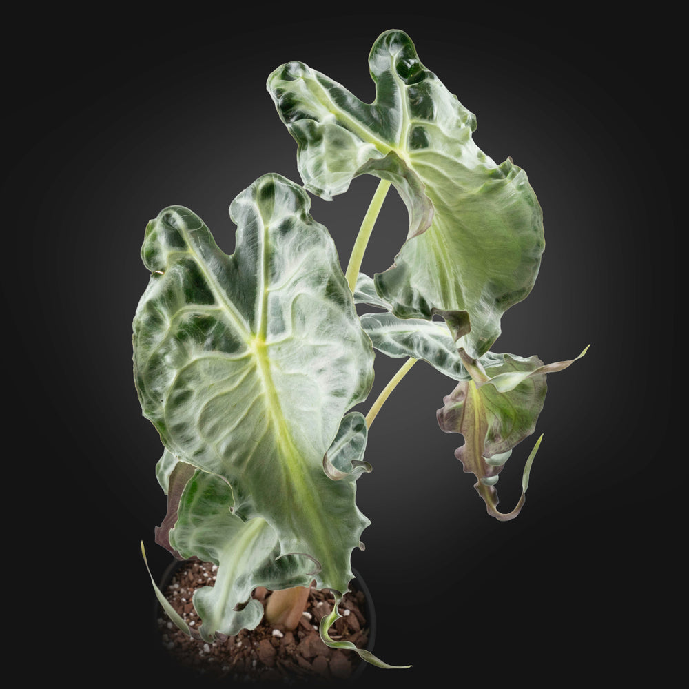 Alocasia 'Venom'