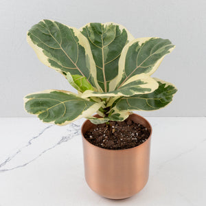 Ficus lyrata variegated (Variegated Fiddle Leaf Fig)