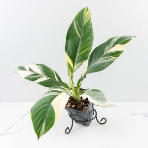 Spathiphyllum 'Sensation' albo variegated (wk30-W)