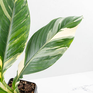 Spathiphyllum 'Sensation' albo variegated (wk30-W)