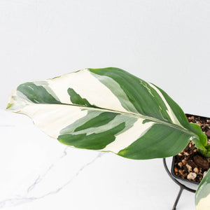Spathiphyllum 'Sensation' albo variegated (wk30-W)