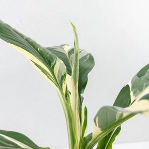 Spathiphyllum 'Sensation' albo variegated (wk30-W)