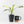 Spathiphyllum 'Sensation' albo variegated (wk32-M)