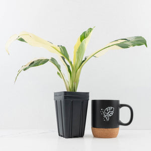 Spathiphyllum 'Sensation' albo variegated (wk32-M)