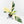 Spathiphyllum 'Sensation' albo variegated (wk32-M)