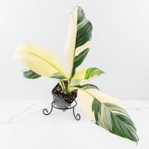Spathiphyllum 'Sensation' albo variegated (wk32-M)