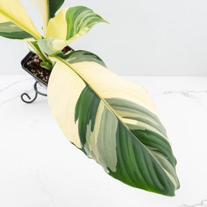 Spathiphyllum 'Sensation' albo variegated (wk32-M)