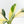 Spathiphyllum 'Sensation' albo variegated (wk32-M)