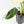 Spathiphyllum 'Sensation' albo variegated (wk32-M)