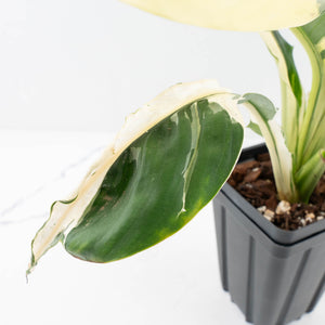 Spathiphyllum 'Sensation' albo variegated (wk32-M)