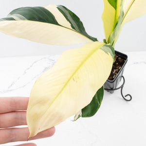 Spathiphyllum 'Sensation' albo variegated (wk32-M)