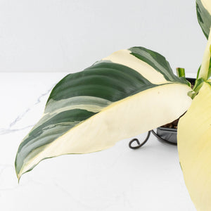 Spathiphyllum 'Sensation' albo variegated (wk32-M)