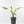 Spathiphyllum 'Sensation' albo variegated (wk32-M)
