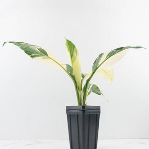Spathiphyllum 'Sensation' albo variegated (wk32-M)