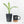 Spathiphyllum 'Sensation' albo variegated (wk20-P)