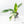 Spathiphyllum 'Sensation' albo variegated (wk20-P)