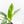 Spathiphyllum 'Sensation' albo variegated (wk20-P)