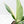 Spathiphyllum 'Sensation' albo variegated (wk20-P)