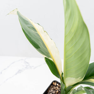 Spathiphyllum 'Sensation' albo variegated (wk20-P)