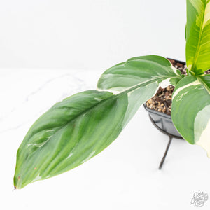 Spathiphyllum 'Sensation' albo variegated (wk20-P)