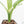 Spathiphyllum 'Sensation' albo variegated (wk20-P)
