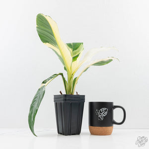 Spathiphyllum 'Sensation' albo variegated (wk23-F)