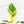 Spathiphyllum 'Sensation' albo variegated (wk23-F)