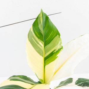 Spathiphyllum 'Sensation' albo variegated (wk23-F)