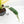 Spathiphyllum 'Sensation' albo variegated (wk23-F)