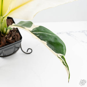 Spathiphyllum 'Sensation' albo variegated (wk23-F)