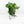 Syngonium podophyllum albo variegated *Grower's Choice*