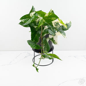 Syngonium podophyllum albo variegated *Grower's Choice*