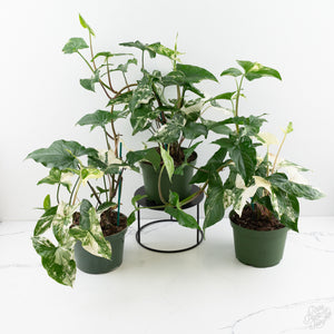 Syngonium podophyllum albo variegated *Grower's Choice*