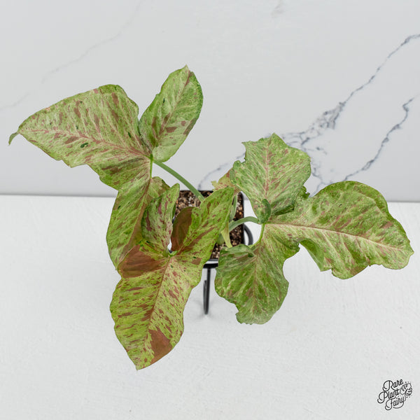 Syngonium Milk Confetti Galaxy *Grower's Choice*