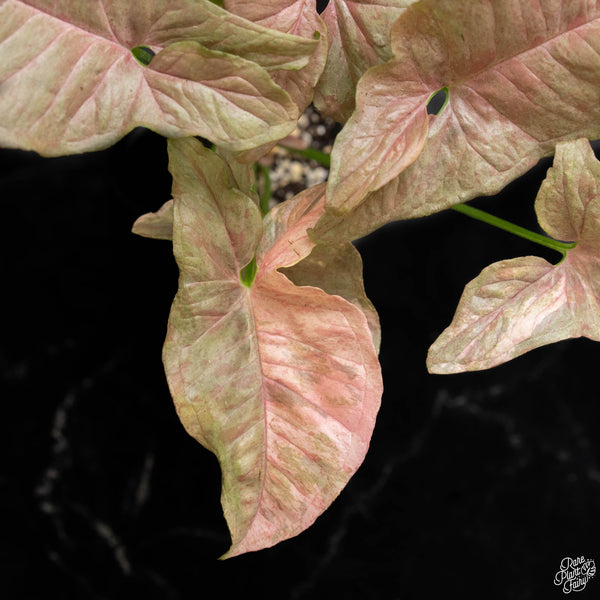 Syngonium milk confetti double pink variegated *Grower's Choice*
