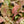 Syngonium milk confetti double pink variegated *Grower's Choice*