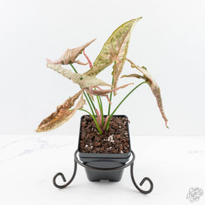 Syngonium 'Rolli' *Grower's Choice*