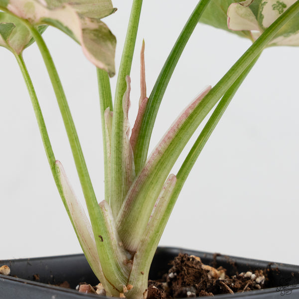 Syngonium 'Milk Confetti' Double Pink Variegated (wk32-A)