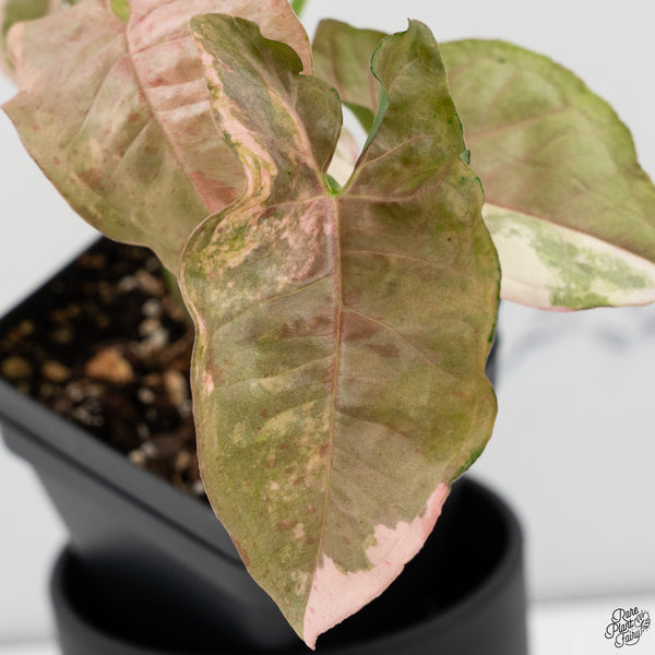 Syngonium 'Milk Confetti' Double Pink Variegated (wk32-A)