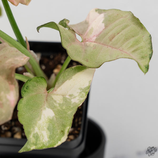 Syngonium 'Milk Confetti' Double Pink Variegated (wk32-A)