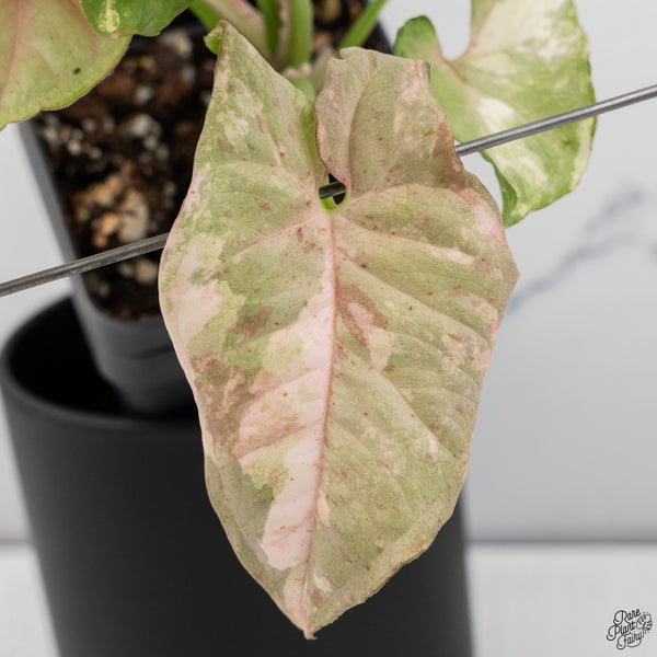 Syngonium 'Milk Confetti' Double Pink Variegated (wk32-A)